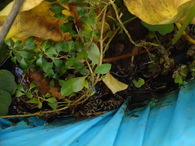 DSC04943.jpg
