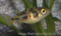 dwarf-puffer2.jpg