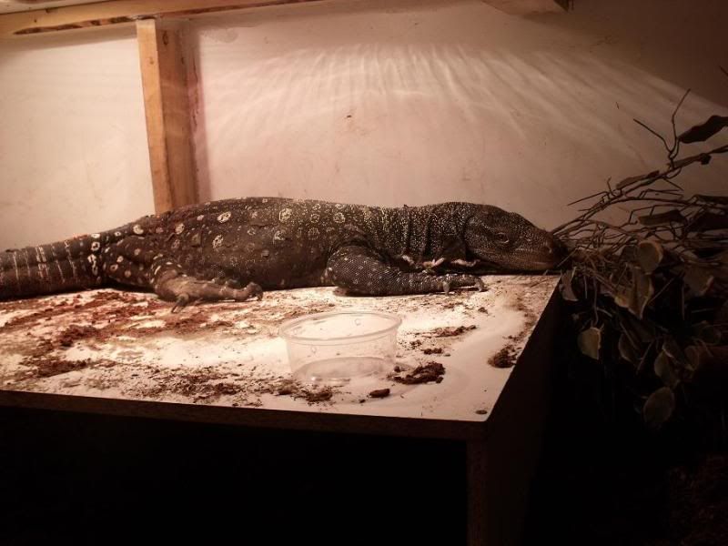 2009_0310herpsmar20100032.jpg