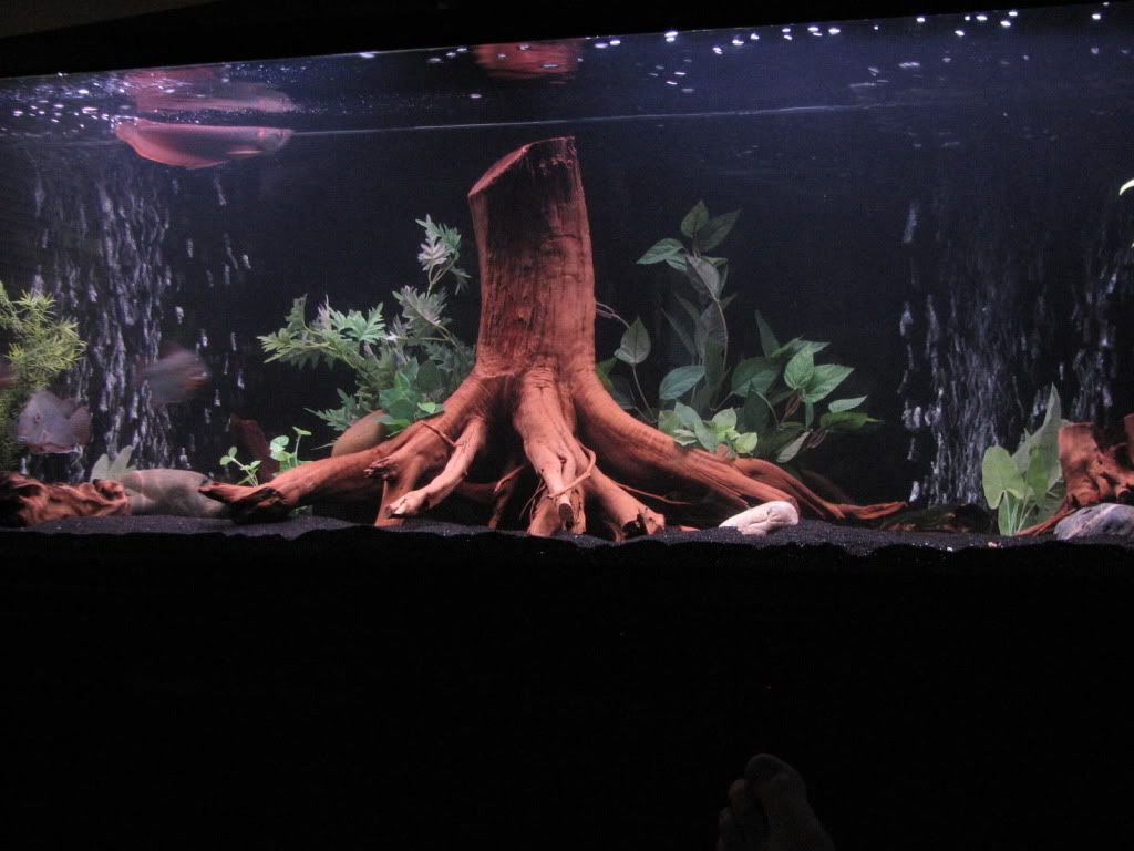 Fishtank054.jpg