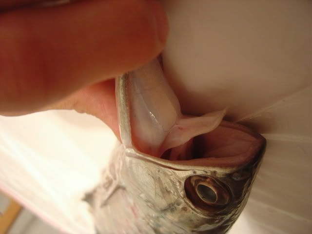 DSC04121.jpg
