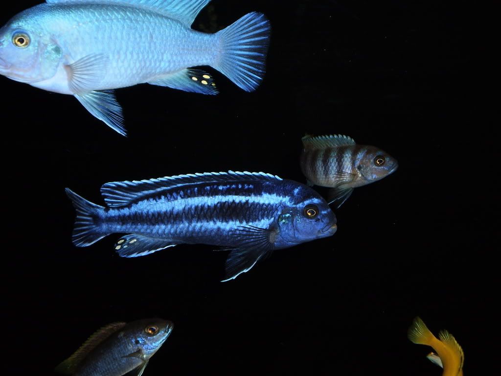 Fish053.jpg