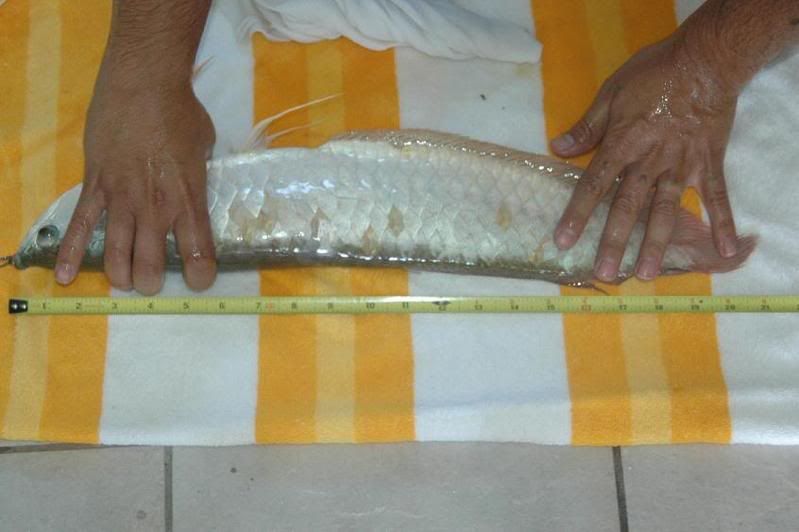 21inches.jpg