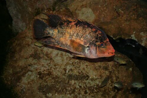labiatusfemale300500.jpg