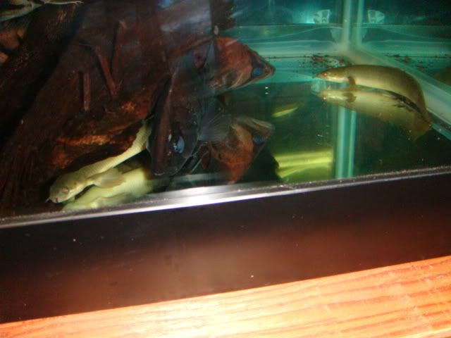 DSC01105.jpg