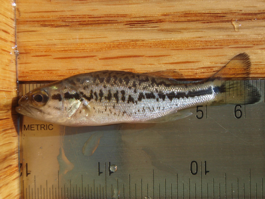 largemouth_bass2.jpg