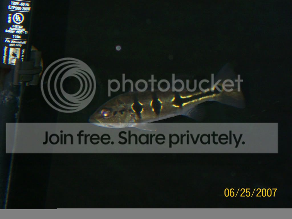 pbass2.jpg
