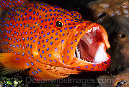 coral-grouper-24M1092-26.jpg