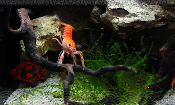 09_May_2016_Crayfish_zpsh5qrquk3.jpg