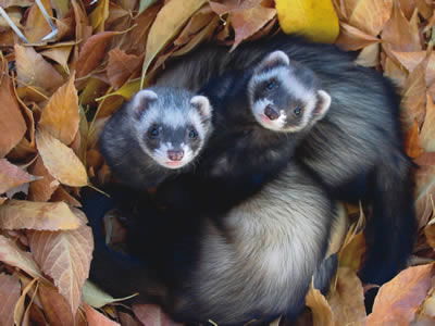 Ferret.jpg