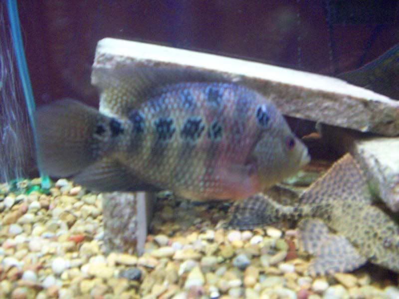 flowerhorn2.jpg