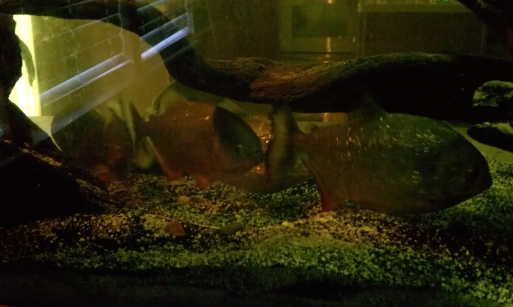 IMAG1111_zpsa18b182f.jpg