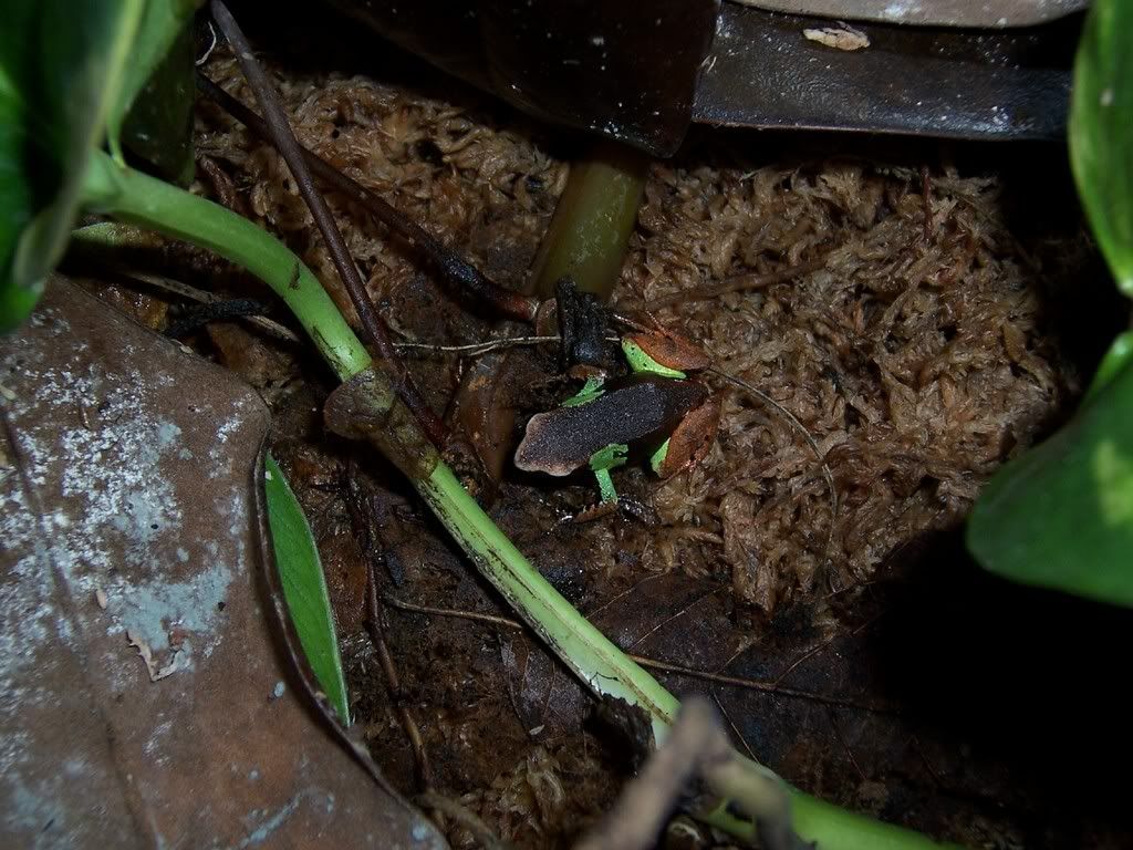 mantella.jpg