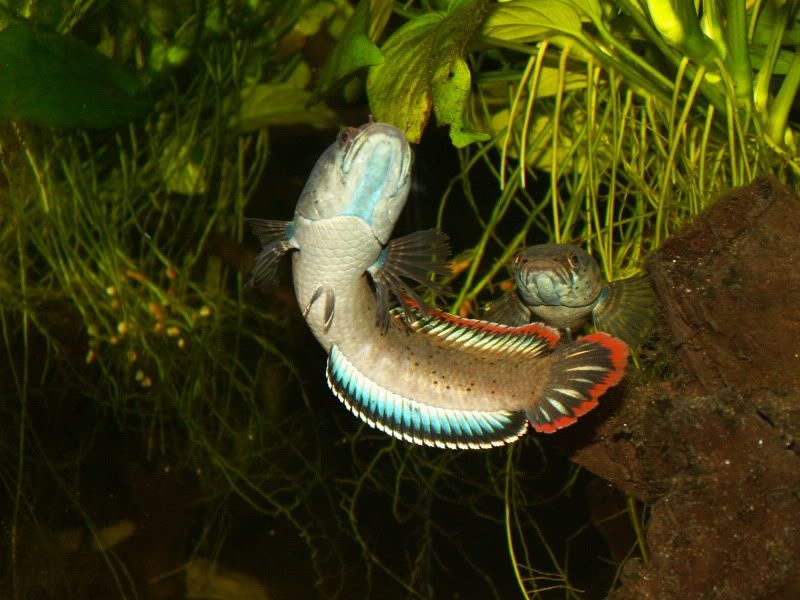 PICT0125.jpg