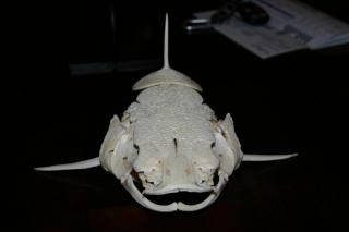 redtail-catfish-skull_19-137260.jpg
