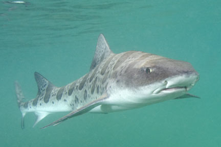 Leopard-Shark-001.jpg