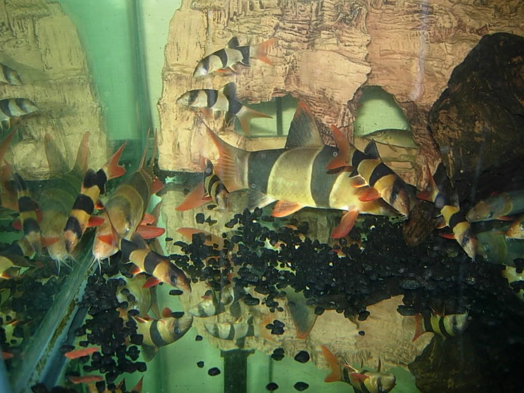 newfish033.jpg