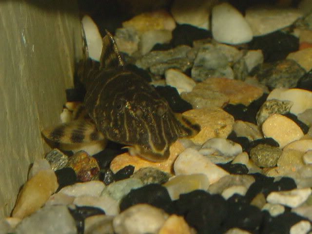 L-104ClownPleco04.jpg