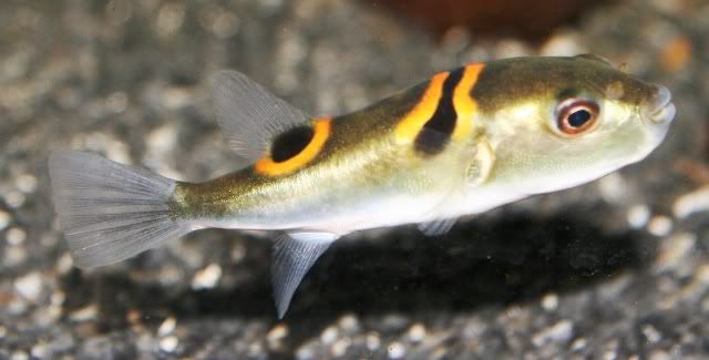 OrangeSaddleFuguPuffer.jpg