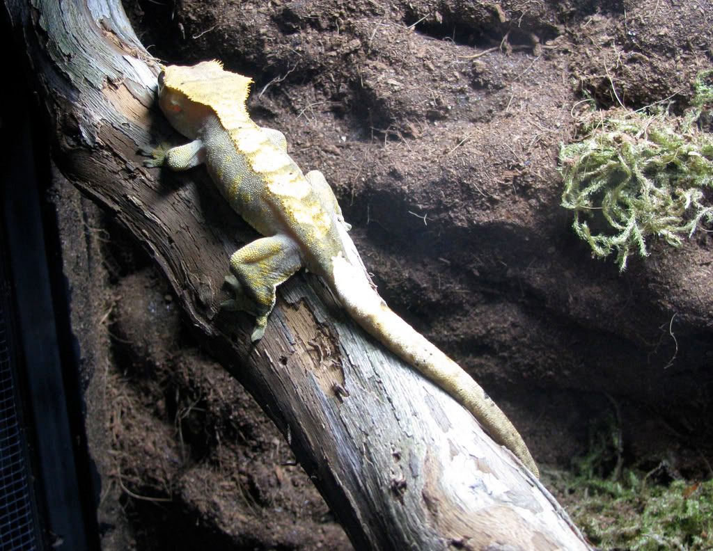 CrestedGecko5.jpg