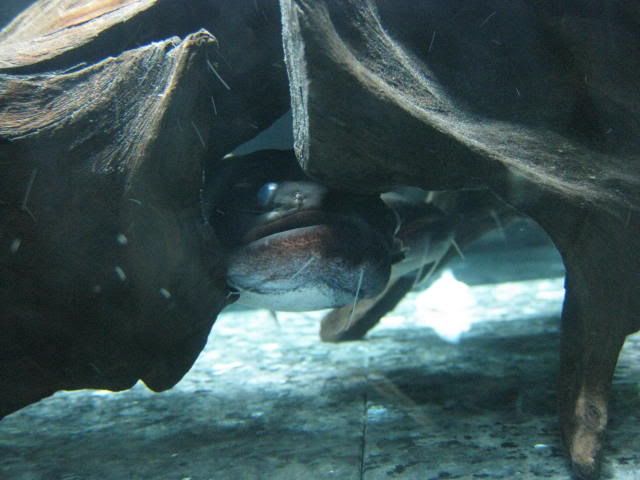 Gulpers4021.jpg