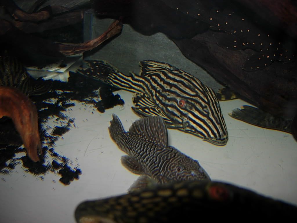newplecos011.jpg