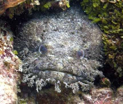 Toadfish.jpg