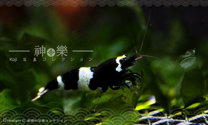 14_Jun_2016_BKK004_zpsrbkiewq6.jpg