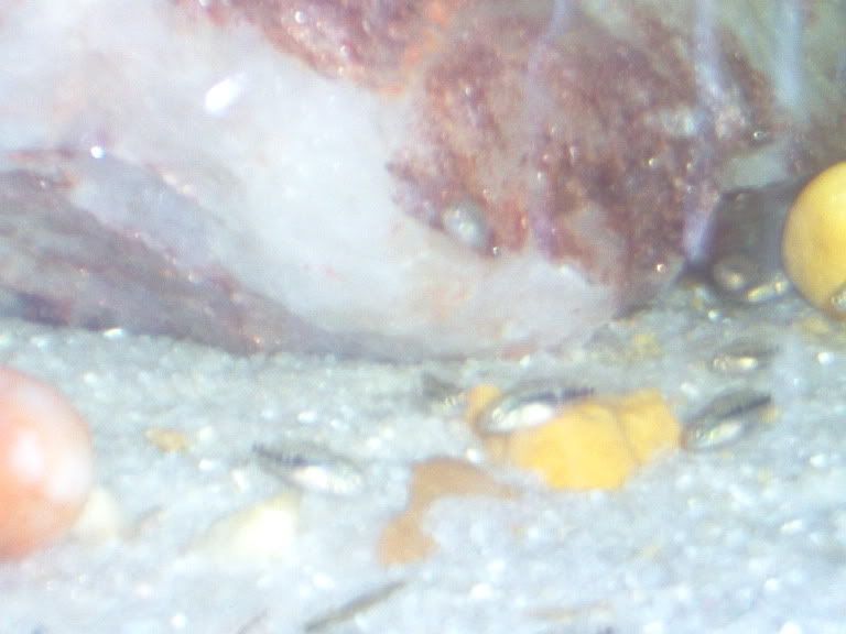 Fish013-1.jpg