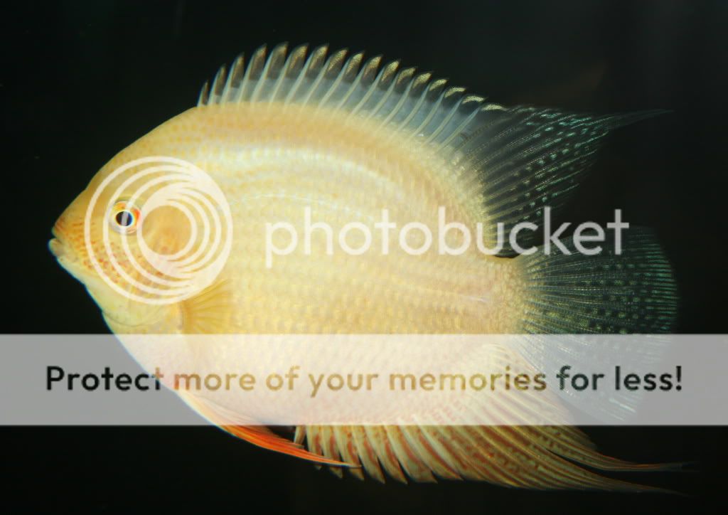 Gold_031909_02.jpg