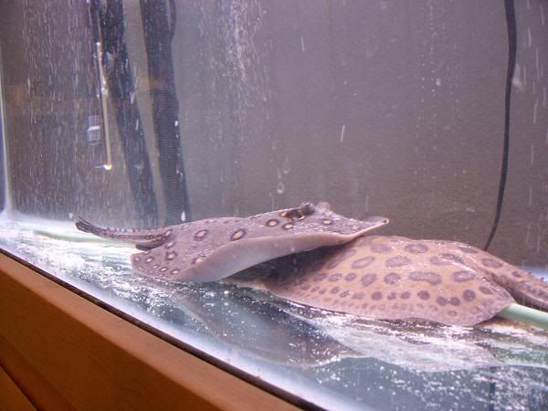 rays.jpg