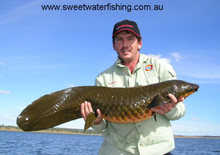 QldLungfish.jpg