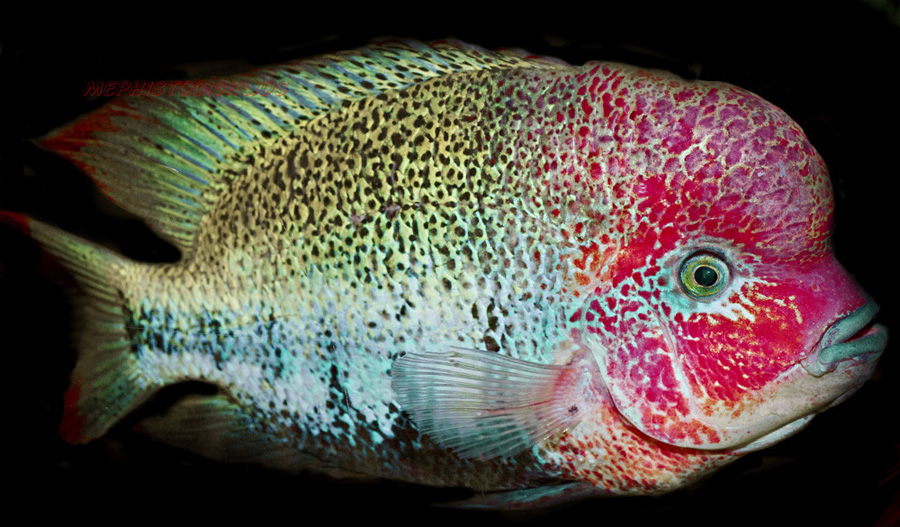 Fenestratus PARATHERAPS FENESTRATUS MonsterFishKeeperscom
