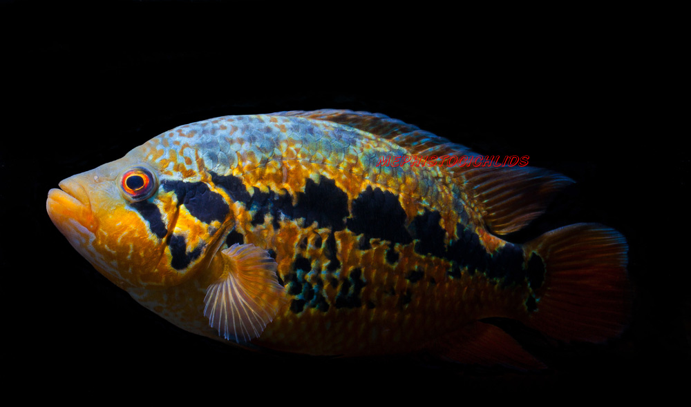 Parachromis PARACHROMIS LOISELLEI MonsterFishKeeperscom