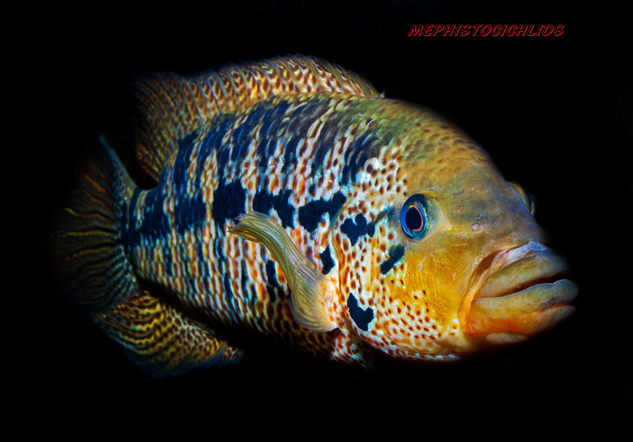 Parachromis motaguensis PARACHROMIS MOTAGUENSIS red tiger MonsterFishKeeperscom