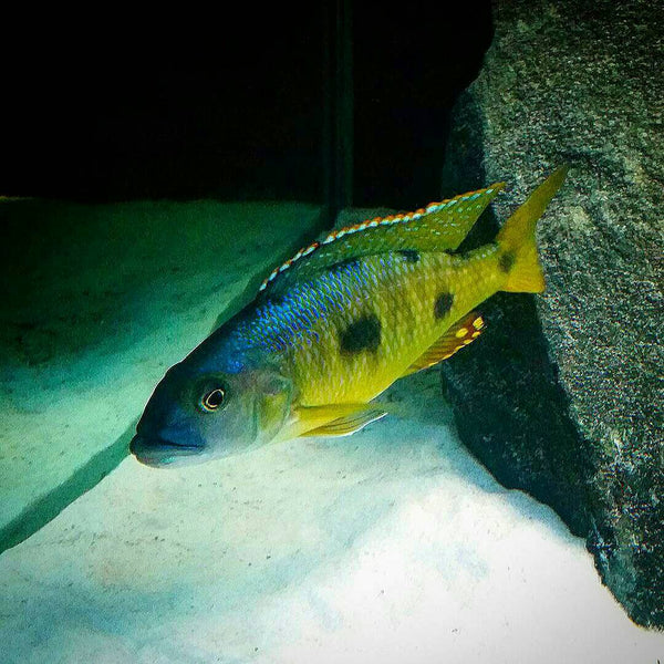 www.tampabaycichlids.com