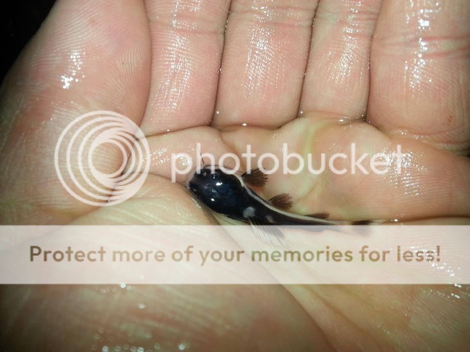 Baby Adonis L155 Pleco Baby Red Tail Catfish Compatability Monsterfishkeepers Com Baby Adonis L155 Pleco Baby Red Tail Catfish Compatability Monsterfishkeepers Com