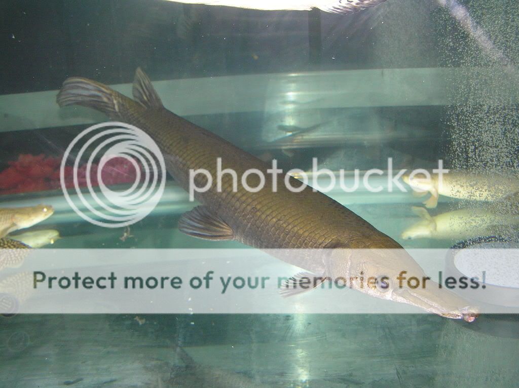 Cuban gar My 2ft Cuban Gar MonsterFishKeeperscom