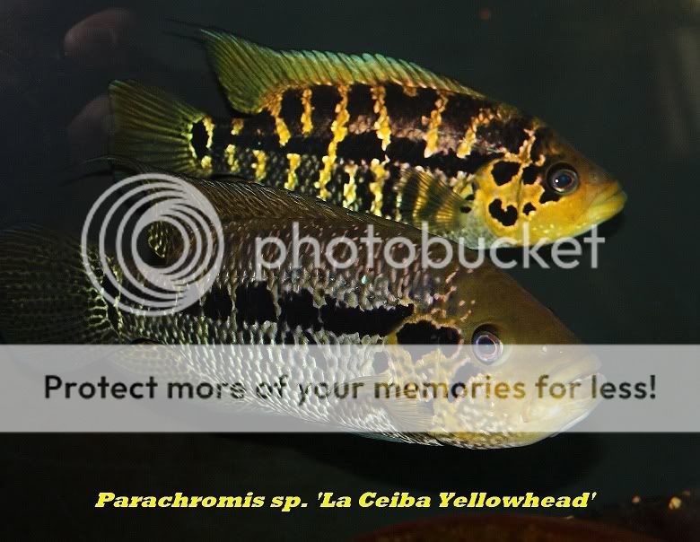 Parachromis friedrichsthalii F2 Parachromis friedrichsthalii quotLa Ceibaquot Portland OR PU