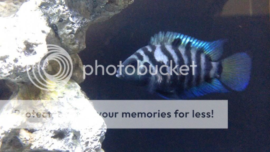 image_zps4b9a9194.jpg
