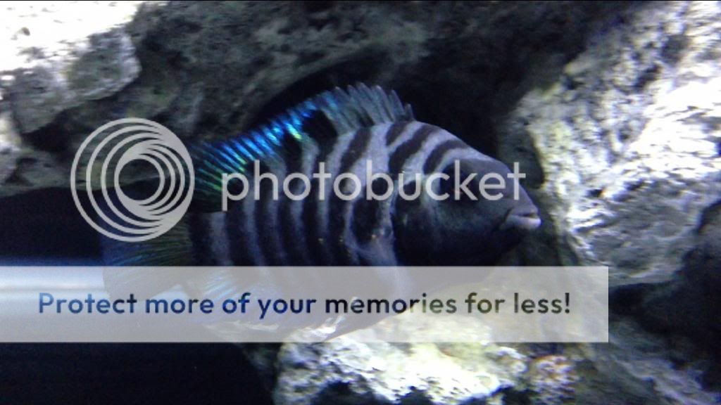 image_zps8a74551b.jpg