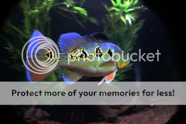 Cichla orinocensis Cichla Orinocensis MonsterFishKeeperscom