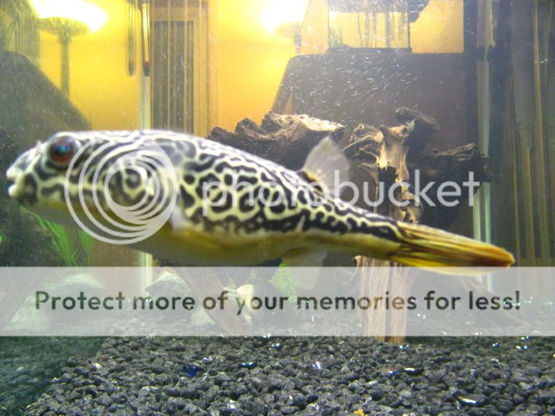 Mbu pufferfish Kaleeko the Mbu Puffer Fish MonsterFishKeeperscom