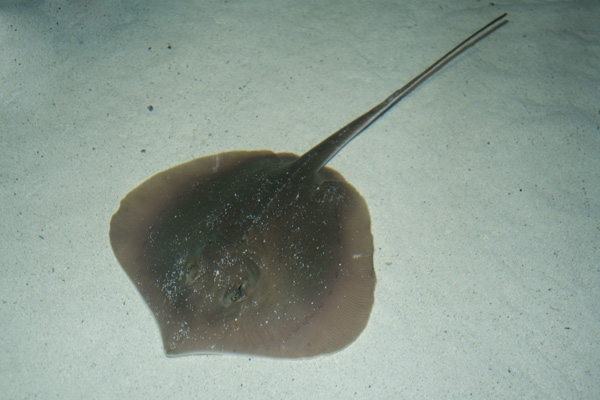 Atlantic stingray Atlantic Stingray MonsterFishKeeperscom