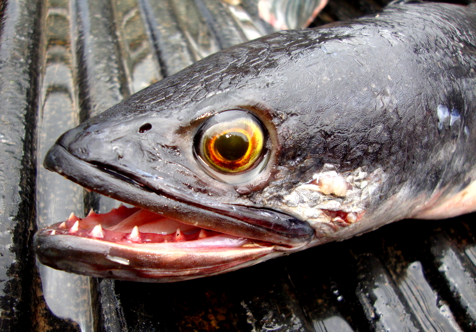 ALL ABOUT THE GIANT AND INDIA GIANT SNAKEHEAD