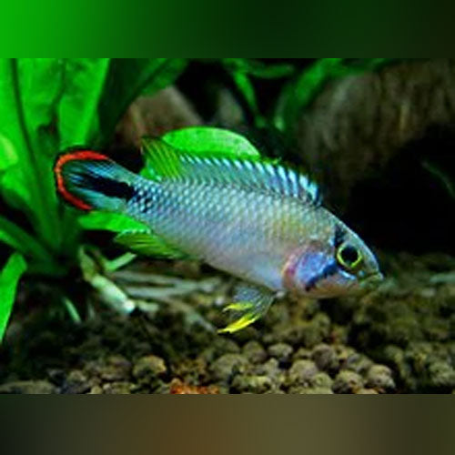 www.aquariumfishsale.com