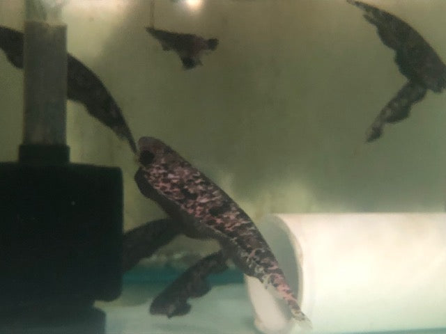 www.aquariumfishsale.com