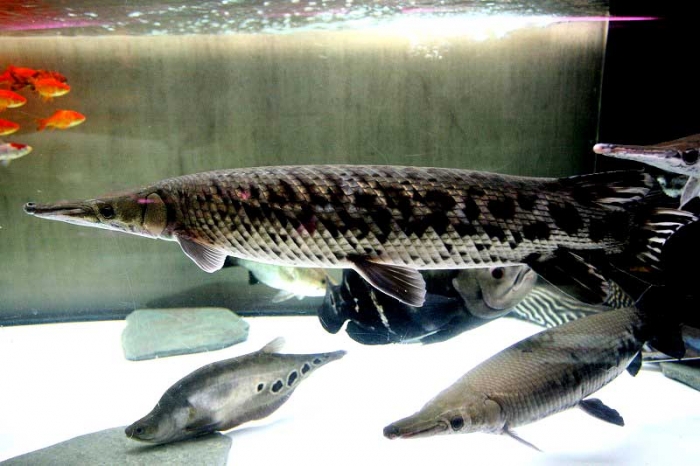 Tropical gar PreOrder TROPICAL GARS Atractosteus tropicus Through Stones