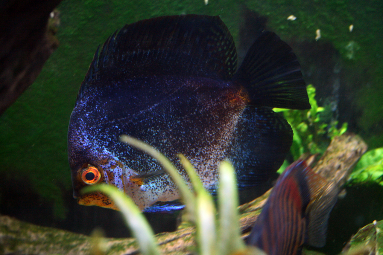 I have a variety of different discus (natural and bred)