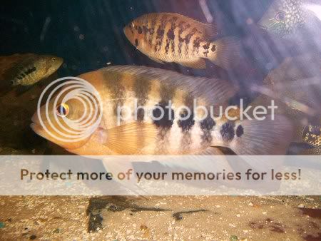 Amphilophus flaveolus